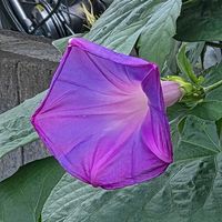 ノアサガオの画像