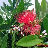 モミジアオイ,ユーカリ,ブラシの木,ルドベキア タカオ,ブッドレア（フサフジウツギ）の画像