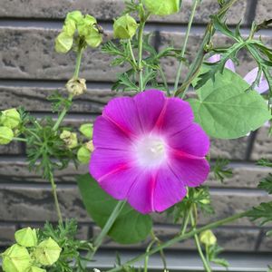 西洋アサガオ,西洋アサガオ,鉢植え,iPhone撮影,こぼれタネからの画像