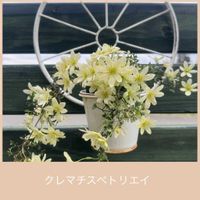 クレマチス,ペトリエイの画像