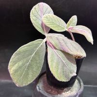 観葉植物,塊根植物,コーデックス,珍奇植物,ビザールプランツの画像