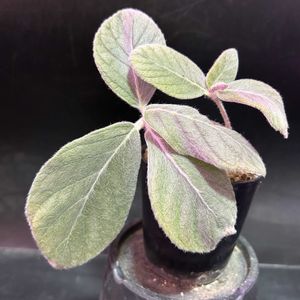 観葉植物,塊根植物,コーデックス,珍奇植物,ビザールプランツの画像