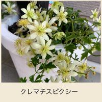 クレマチス,ピクシーの画像