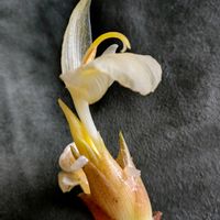 ミョウガの花,ミョウガの葉,ミョウガ,小さな庭の画像