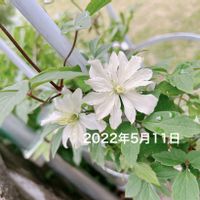 クレマチス,グリーンアイズの画像