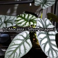 アロカシア,アロカシア　シルバードラゴン,アロカシア属,YouTube,youtube始めましたの画像
