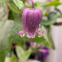 クレマチス,クレマチスジルバ,紫の花,小庭,壺型クレマチスの画像