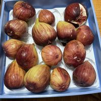 イチジクの画像