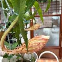 月下美人,猫にかじられた葉っぱ,可愛い〜♡,一夜限りの花,花のある暮らしの画像