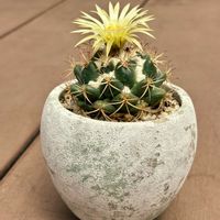 サボテン,象牙丸,サボテンの花,コリファンタ属の画像