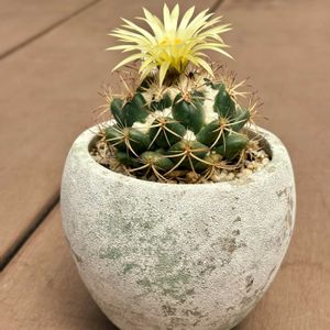 サボテン,象牙丸,サボテンの花,コリファンタ属の画像
