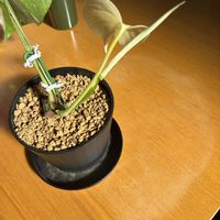 モンステラ,モンステラ ホワイトタイガー,観葉植物,茎伏せの画像