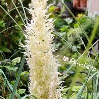 パンパスグラス,ペチュニア,宿根草,ガーデニング,一年草の画像