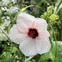 クレマチス,タカサゴフヨウ（高砂芙蓉）,がんばれ！熊本,災害復旧の祈り,石川能登 富山氷見の画像