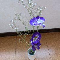 アサガオ,花のある暮らし,月命日,GSミニモニ。,バラと夢CLUBの画像