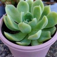 エケベリア,バニラスムージー,バニラスムージー,多肉植物,小さな花壇の画像