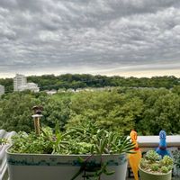 ベランダガーデン,癒される,いつもの遊歩道,繋がりに感謝✨,45さんありがとう♡の画像