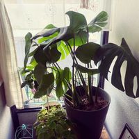 モンステラ,モンステラ,植替え後,#植え替えの画像