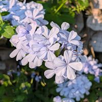 ルリマツリ,ご近所散歩,歩くの大好き♡の画像