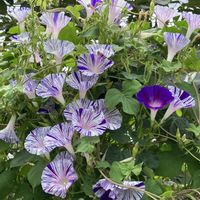 アサガオ,朝顔　江戸風情,花のある暮らし,私の庭,いっぱい咲いたの画像