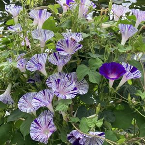 アサガオ,朝顔　江戸風情,花のある暮らし,私の庭,いっぱい咲いたの画像