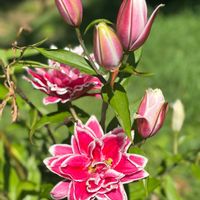 ユリ,木曜日は桃色,コープさんの画像