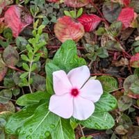 ニチニチソウ,ヒメツルソバ,我が家の庭,ピンクの花,ポリゴナムの画像
