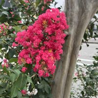 サルスベリ,百日紅,散歩,散策の画像