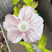 アサガオ,朝顔,水月,あさがお,朝顔十六夜の画像