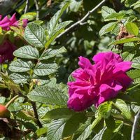 ハマナス,ハマナス,バラ,バラ、薔薇、ばら,八重咲きハマナスの画像