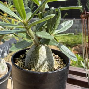 パキポディウム・サキュレンタム,塊根植物,コーデックス,パキポディウム属の画像