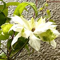 クレマチス,いつも通る道,ご近所さんの壁に〜,上から蔓伝って,白い立派なお花１輪の画像