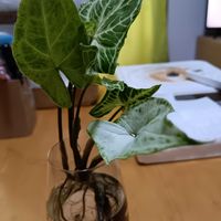 シンゴニウムの画像