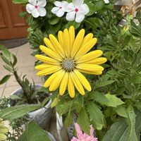 オステオスペルマム,花のある暮らし,玄関内側の画像