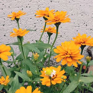 ジニア,ジ二ア,カモミ－ル,ベランダガーデニング,夏の花の画像