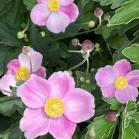 秋明菊,秋明菊,ピンク,癒し,ピンクの花の画像