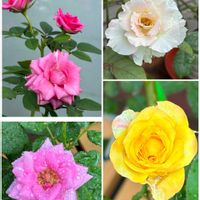 バラ・ミニバラ,ＧＳの花友さんに感謝,ベランダ,庭の画像