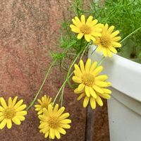 ダールベルグデージー,ポーチュラカ,黄色い花,花のある暮らし,渋谷区ふれあい植物センターの画像