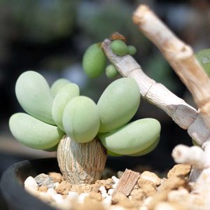 オトンナ クラビフォリア,多肉植物,観葉植物,塊根植物,塊根の画像