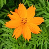 キバナコスモスの画像
