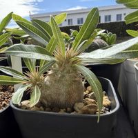 パキポディウム・グラキリス,多肉植物,観葉植物,塊根植物,実生の画像