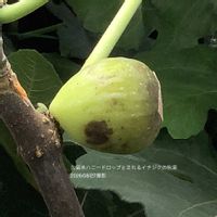イチジク,いちじく,室内栽培,鉢栽培,秋果の画像