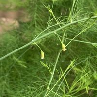 アスパラガス,サギソウ 銀河,ナツエビネの画像