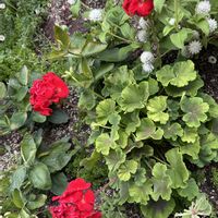 ゼラニウム,地植え,花壇,ガーデニング,玄関アプローチの画像
