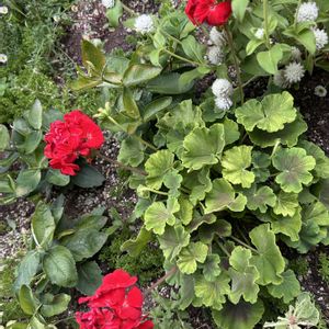 ゼラニウム,地植え,花壇,ガーデニング,玄関アプローチの画像
