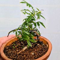 小藤,盆栽,ミニ盆栽,盆栽苗木,まめ盆栽の画像