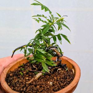 小藤,盆栽,ミニ盆栽,盆栽苗木,まめ盆栽の画像