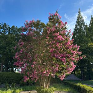 サルスベリ,実生,木曜日は木に咲く花,木曜日は木,木曜日は桃色の画像