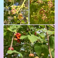 コブシ,ダリア,ヒマワリ,プルーン,ツリバナの画像