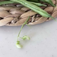 ロイヤルサンセット,ロイヤルサンセット,インゲン,インゲン,インゲン豆の画像